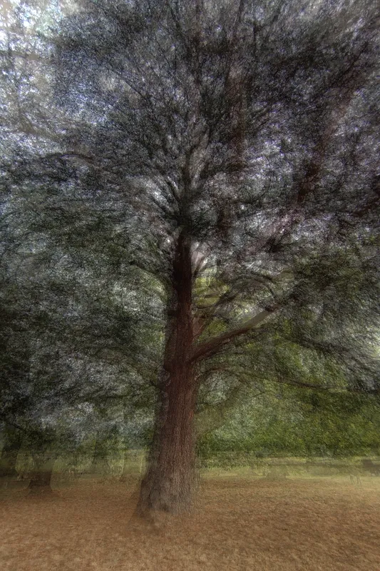 Dissolution dun arbre