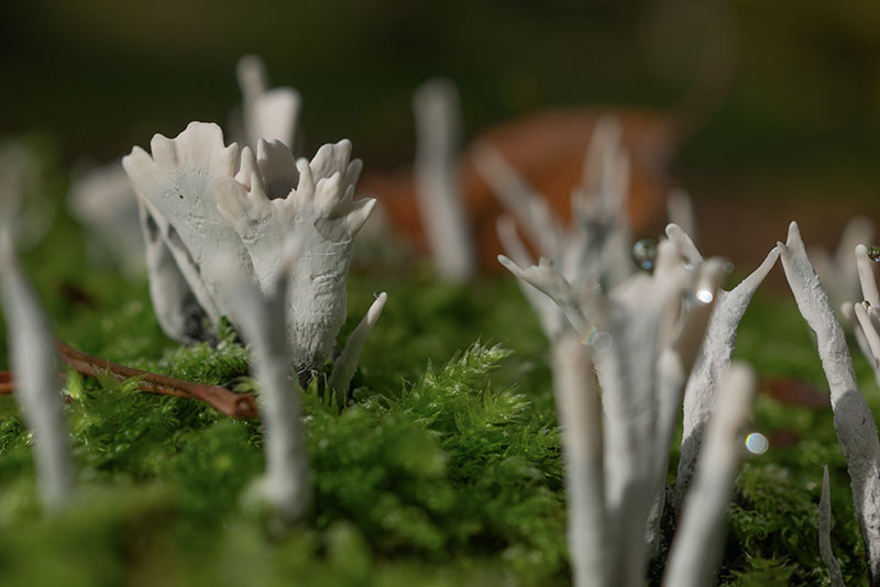 Cimes Miniatures